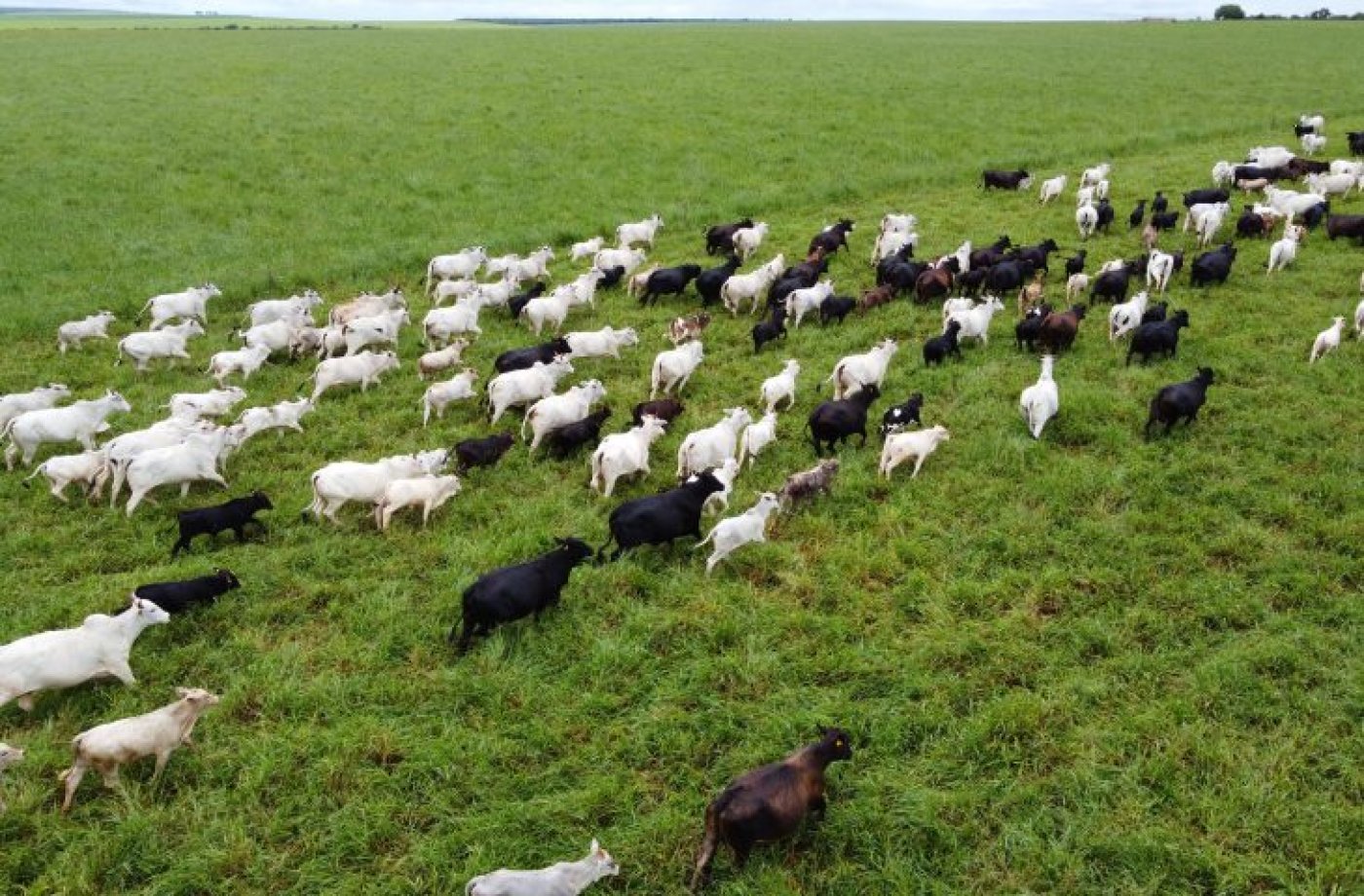 Produtores rurais de MS têm até 1º de junho para declarar rebanho à Iagro