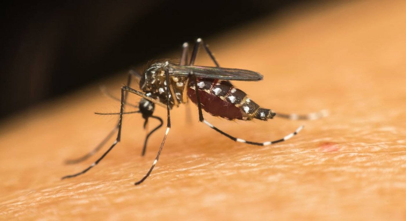 Mato Grosso do Sul concentra mais de 25% dos casos de chikungunya do Brasil e especialistas alertam para possível novo pico da doença