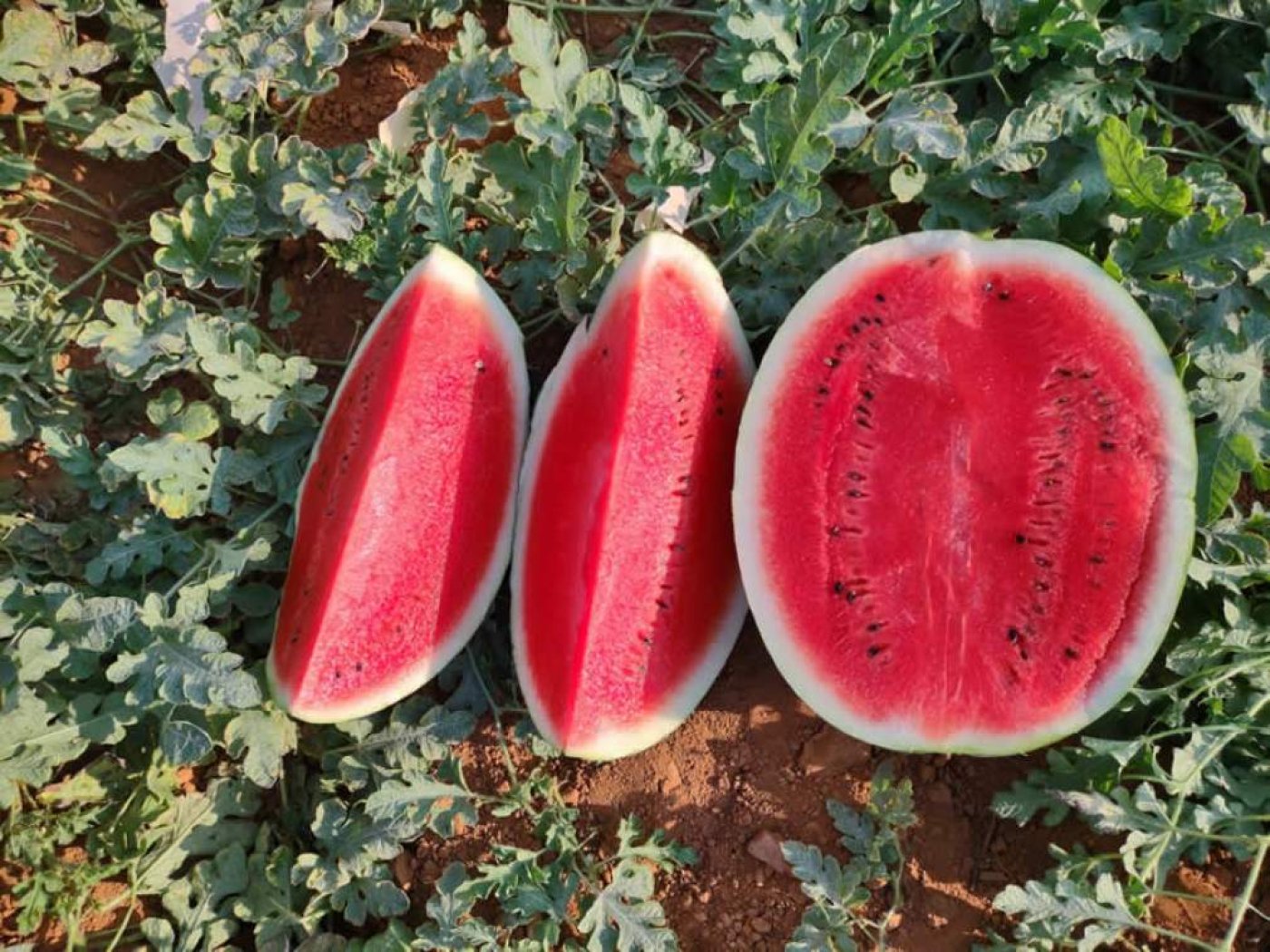 Mato Grosso do Sul amplia produção de frutas e Naviraí se destaca entre os maiores produtores de melancia