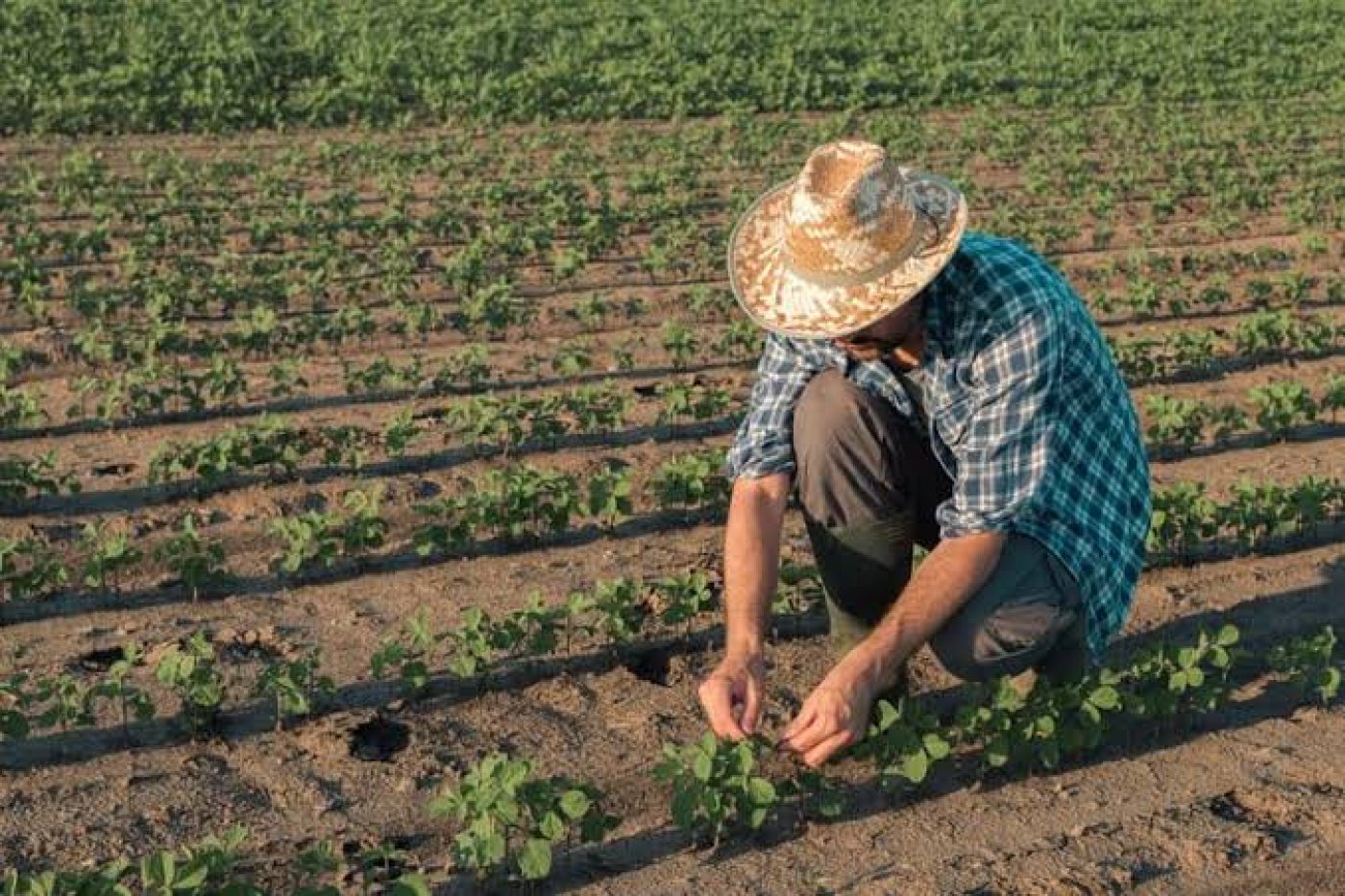 Governo Federal lança Plano Safra da Agricultura Familiar com R$ 97,3 bilhões e juros menores para produtores