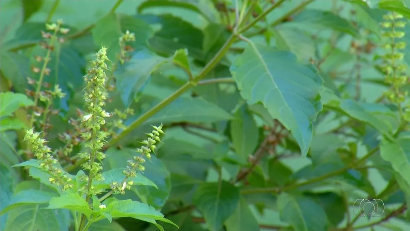 Plantas medicinais ganham espaço na ciência e podem gerar renda em MS